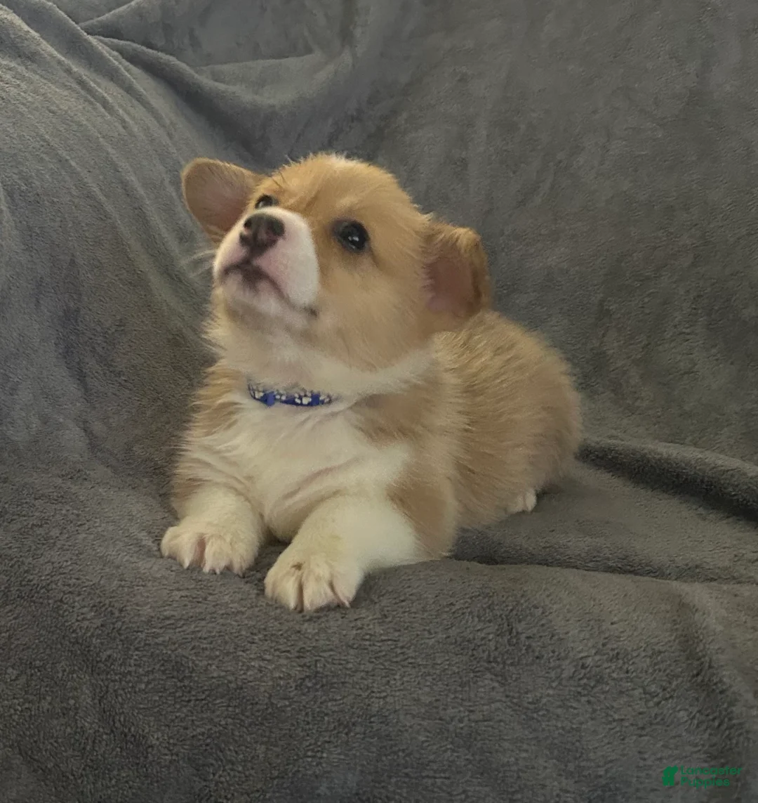 Welsh Corgi Pembroke dogs for sale: Welsh Corgi Pembroke Puppy 2 - Ad 3