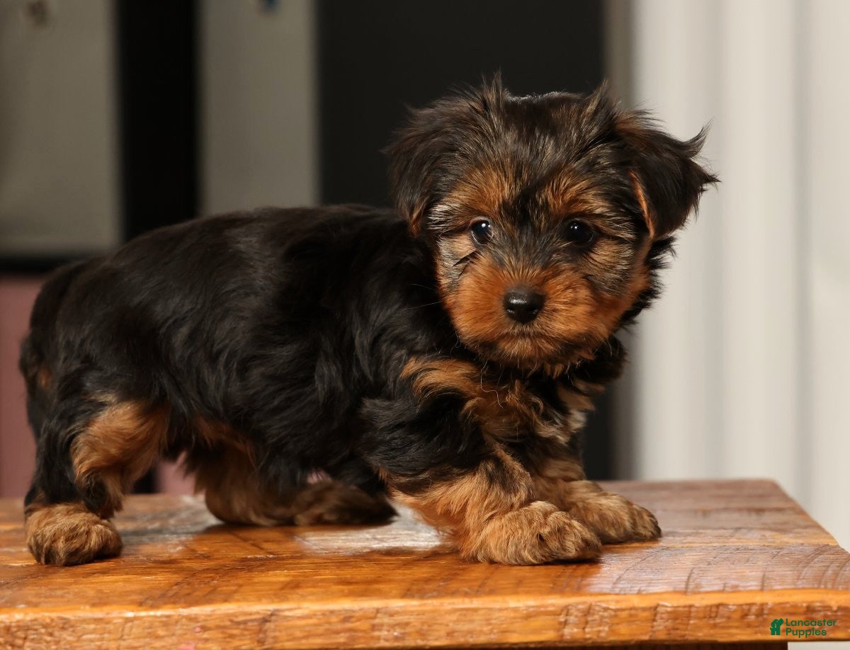 Yorkshire Terrier dogs Bella - Ad 2
