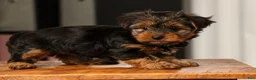 Yorkshire Terrier dogs for sale: Bella - Ad 2