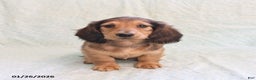 Miniature Dachshund dogs for sale: Joey - Ad 2