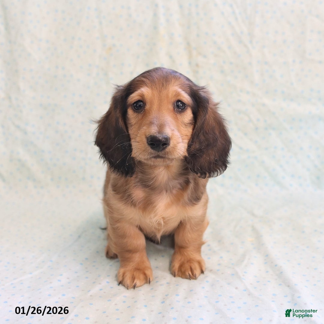 Miniature Dachshund dogs for sale: Joey - Ad 2