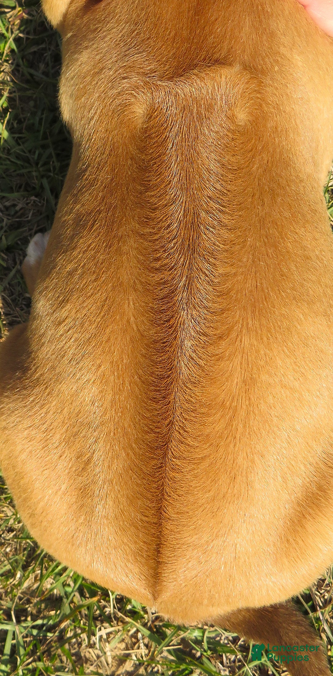 Rhodesian Ridgeback dogs for sale: Rhodesian Ridgeback Puppy 2 - Ad 4