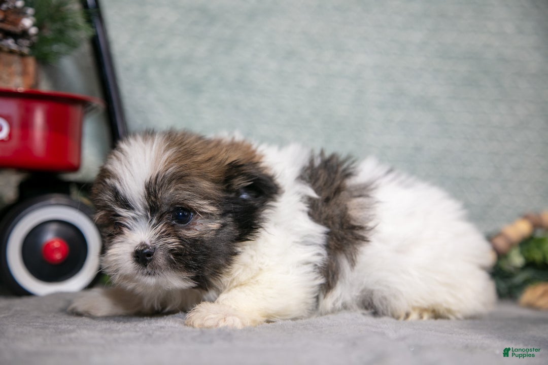 Mixed Breed dogs for sale: Grace - Ad 3