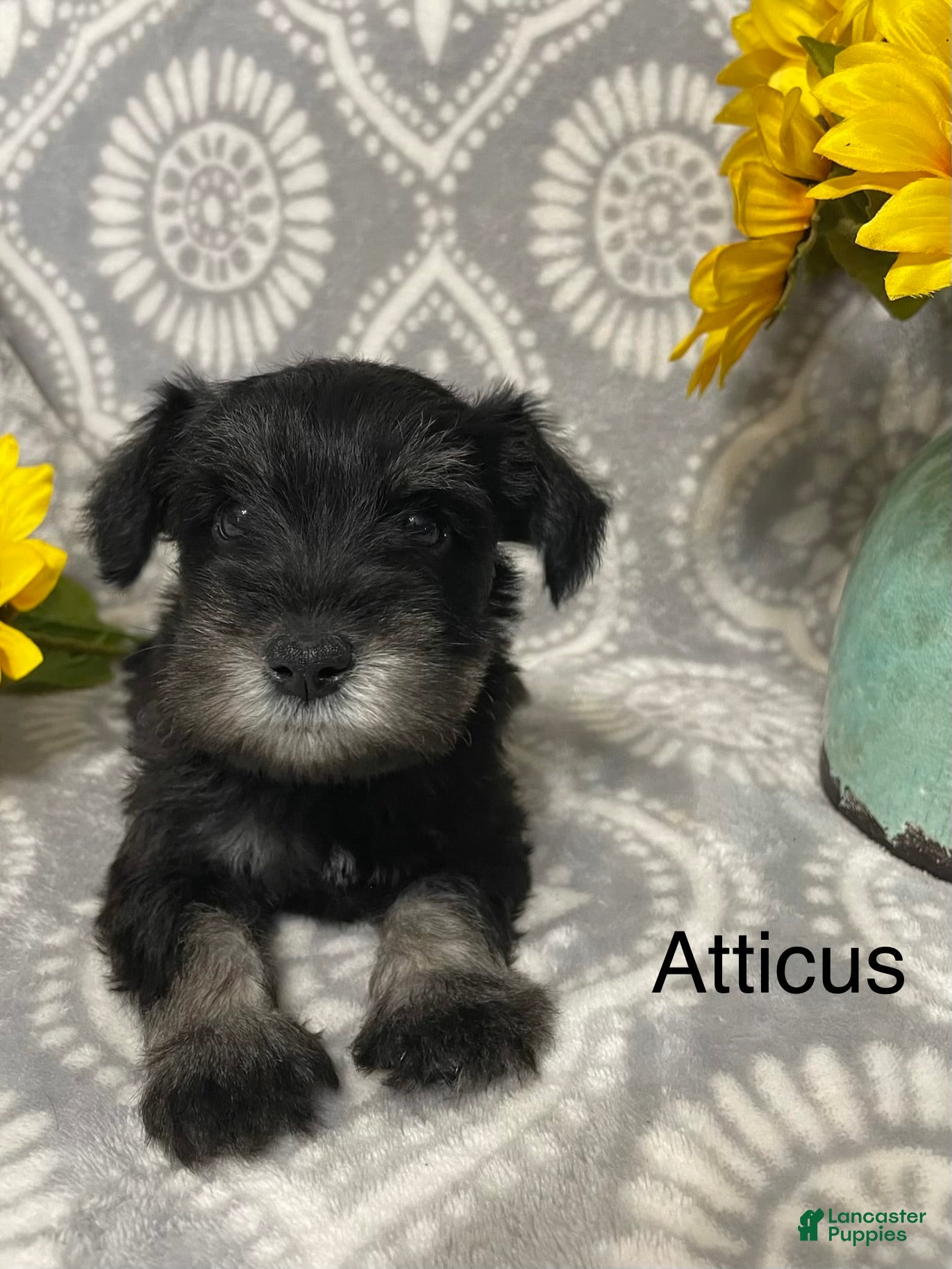 Miniature Schnauzer dogs Miniature Schnauzer 2 - Ad 2