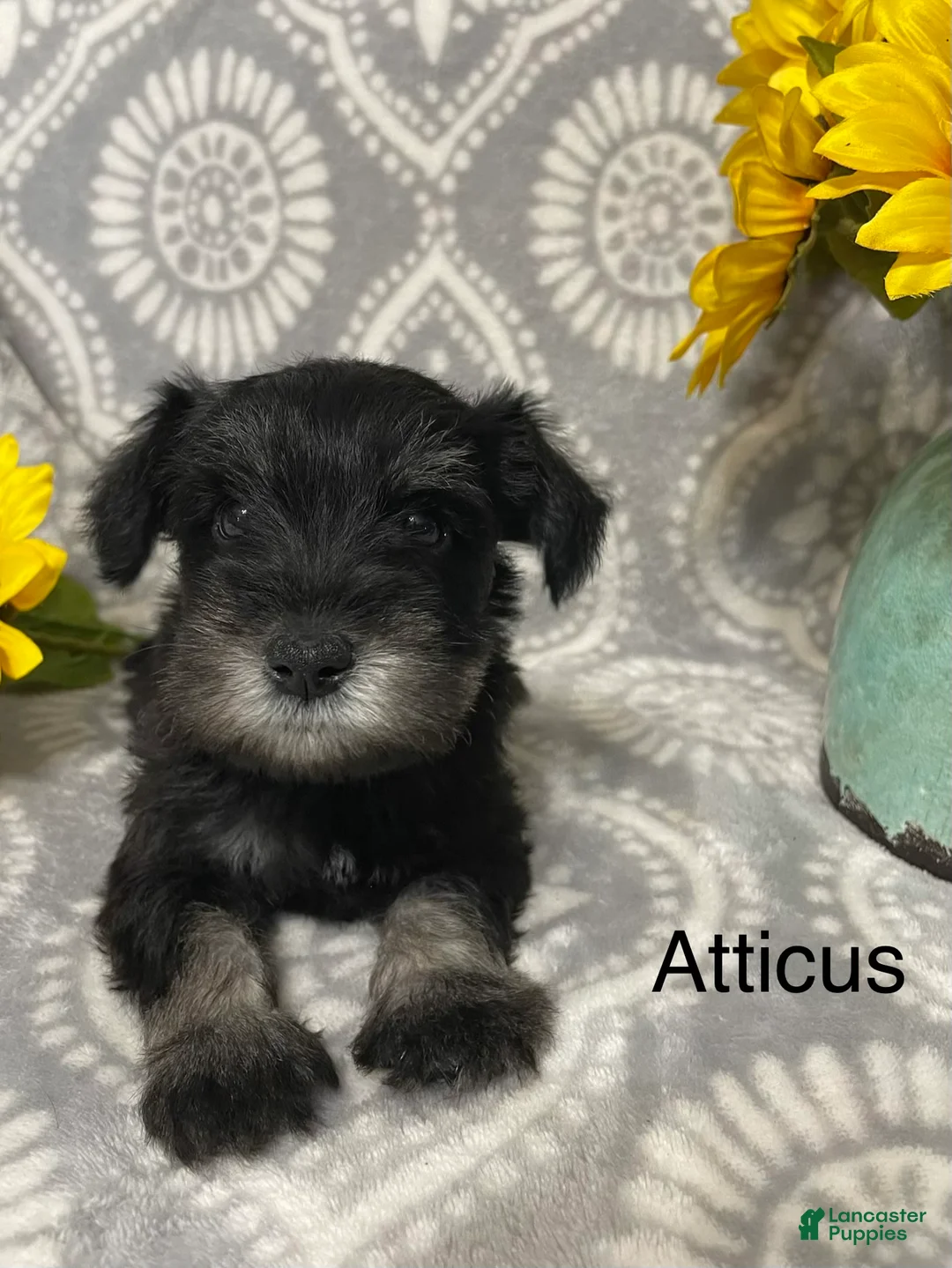 Miniature Schnauzer dogs for sale: Miniature Schnauzer 2 - Ad 2