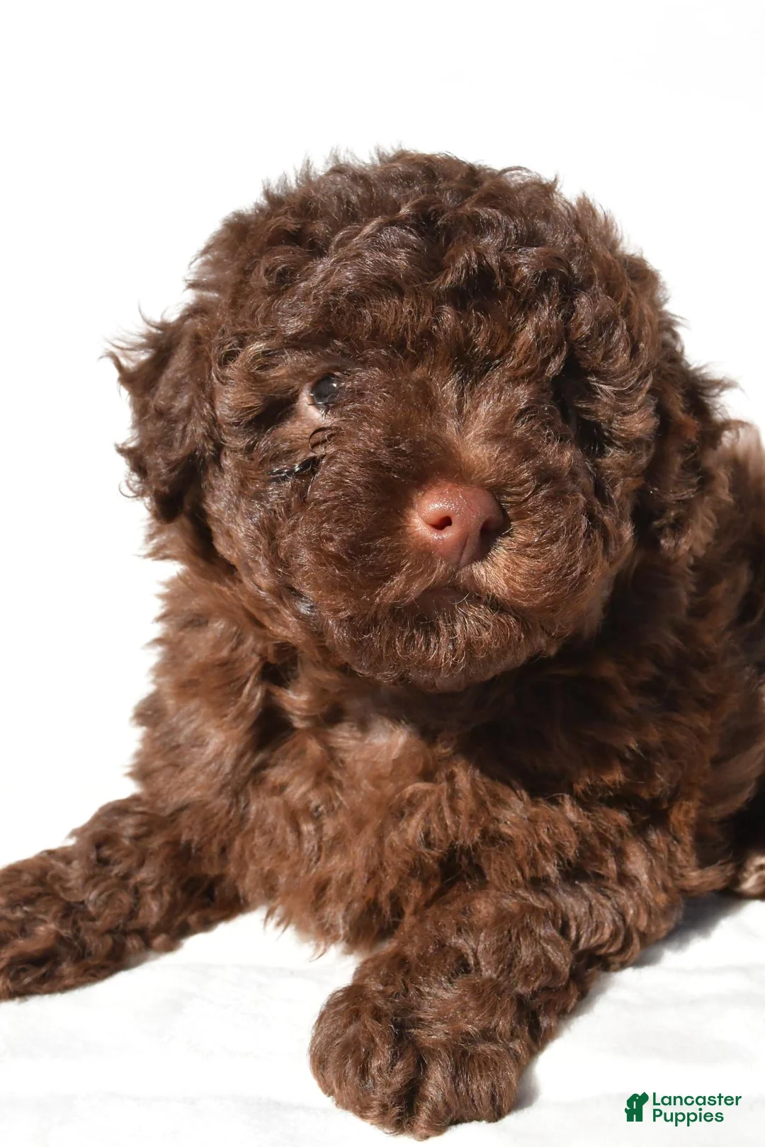 Miniature Poodle dogs for sale: Sophie - Ad 1