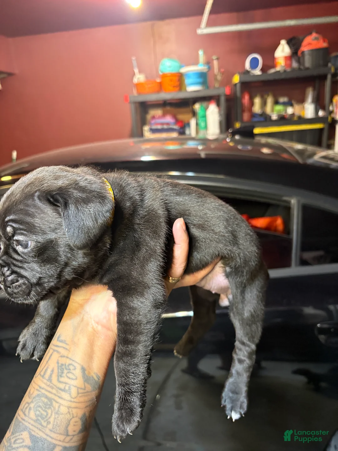 Cane Corso dogs for sale: Cane Corso Puppy 8 - Ad 1
