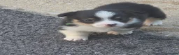 Welsh Corgi Pembroke dogs for sale: Welsh Corgi Pembroke 1 - Ad 2