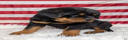 Rottweiler dogs for sale: Diesel - Ad 2