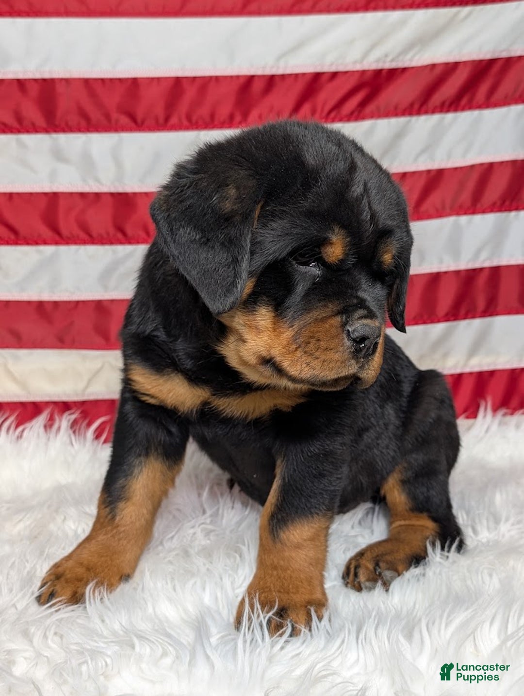 Rottweiler dogs for sale: Diesel - Ad 2