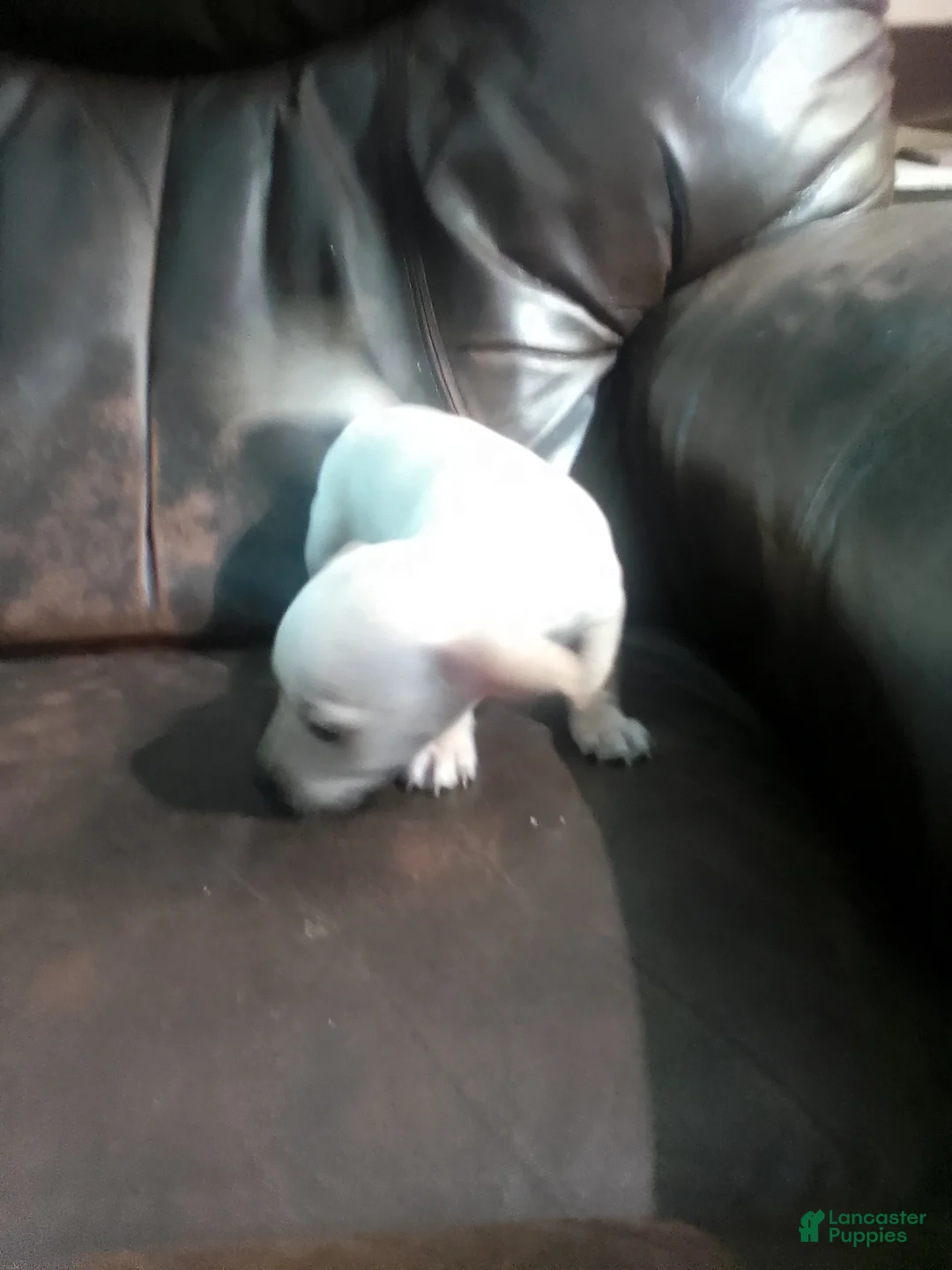 Chiweenie dogs for sale: Chiweenie Puppy 3 - Ad 2