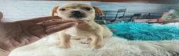 Chihuahua dogs for sale: Autumns fawn boy. Hand Delivery  - Ad 5
