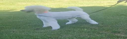 Standard Poodle dogs for sale: Standard Poodle 3 - Ad 3