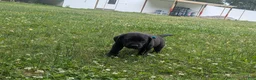 Labrador Retriever dogs for sale: Black Male (Teal Collar) - Ad 4