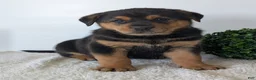 Mixed Breed dogs for sale: Phoenix  - Ad 12