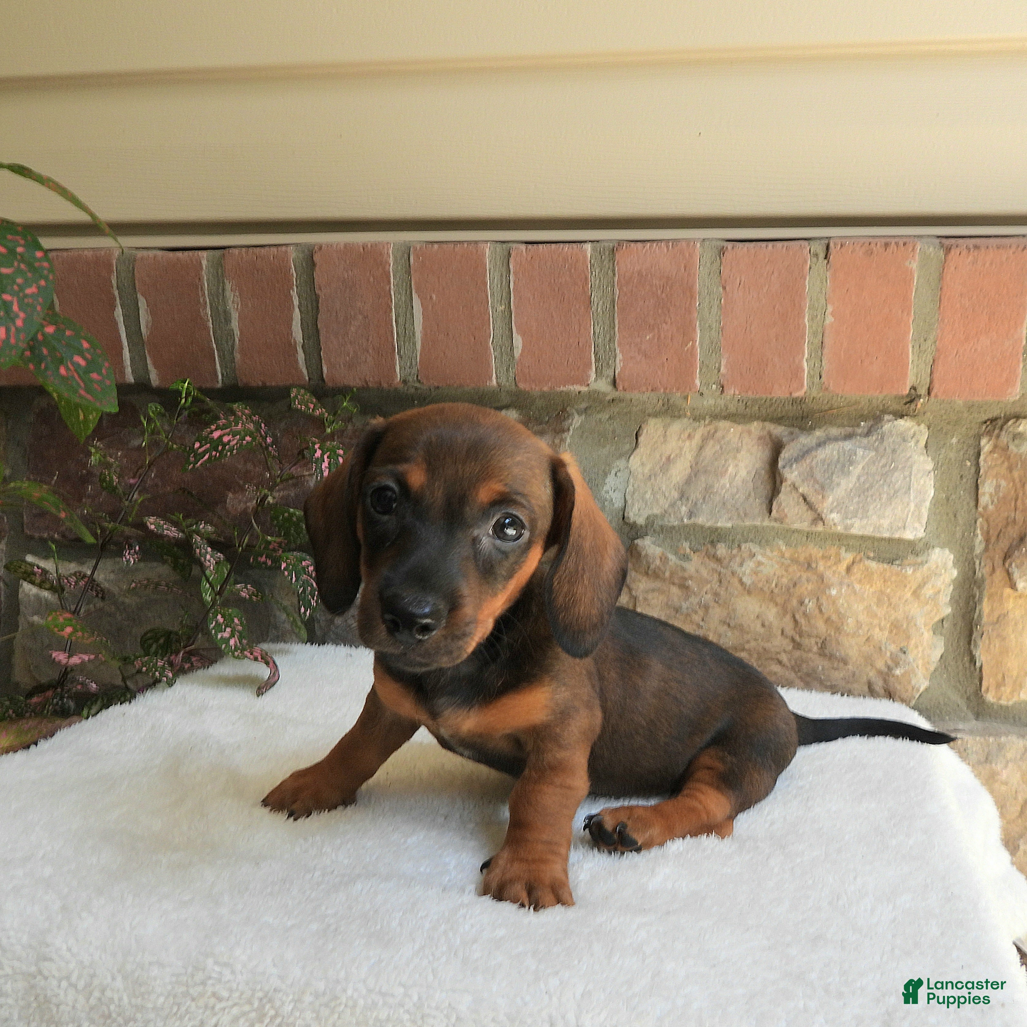 Miniature Dachshund dogs Toby - Ad 2