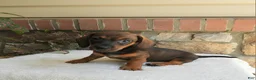 Miniature Dachshund dogs for sale: Toby - Ad 2