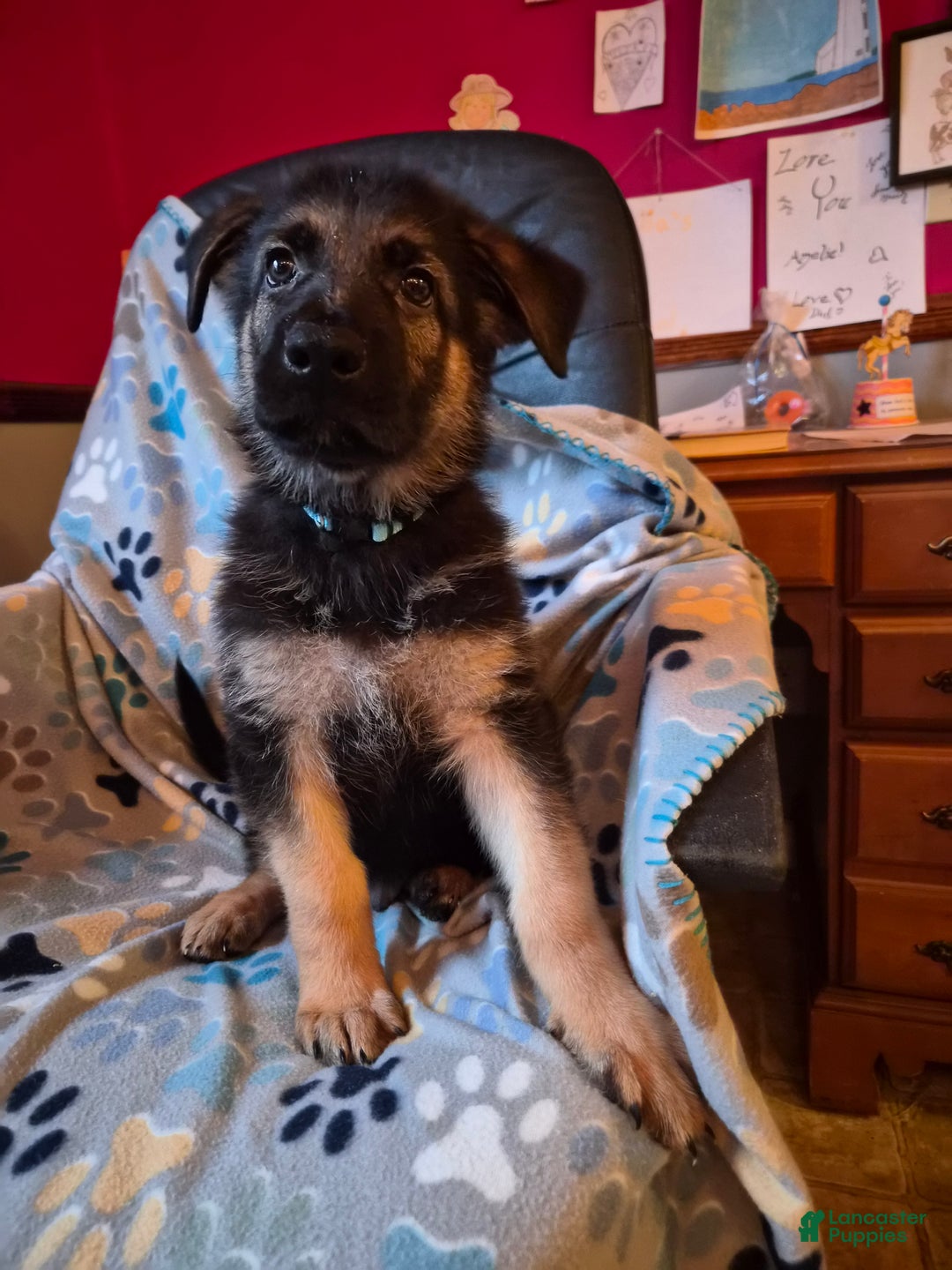 German Shepherd dogs for sale: German Shepherd Puppy 1 - Ad 7