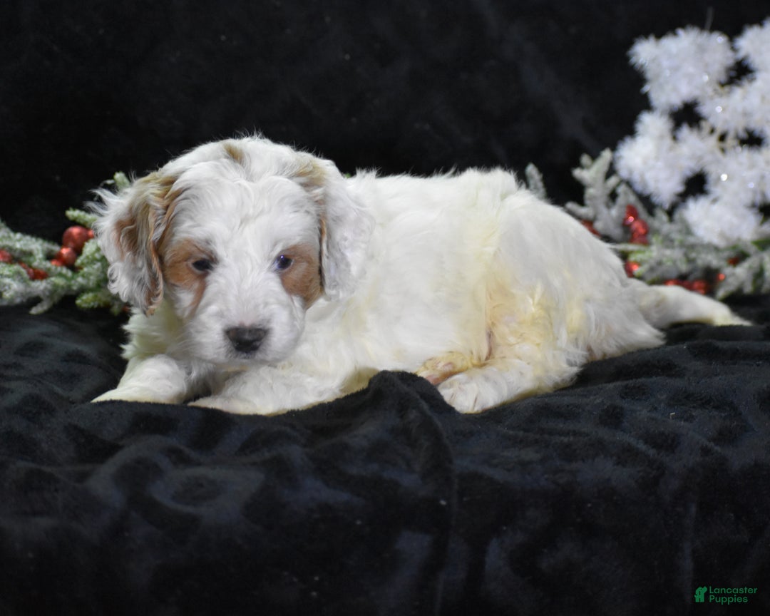 Mini Goldendoodle dogs for sale: Gordy - Ad 4