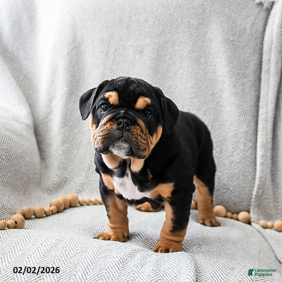 English Bulldog dogs Cookies N Cream - Ad 27