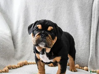 English Bulldog dogs Cookies N Cream - Ad 27