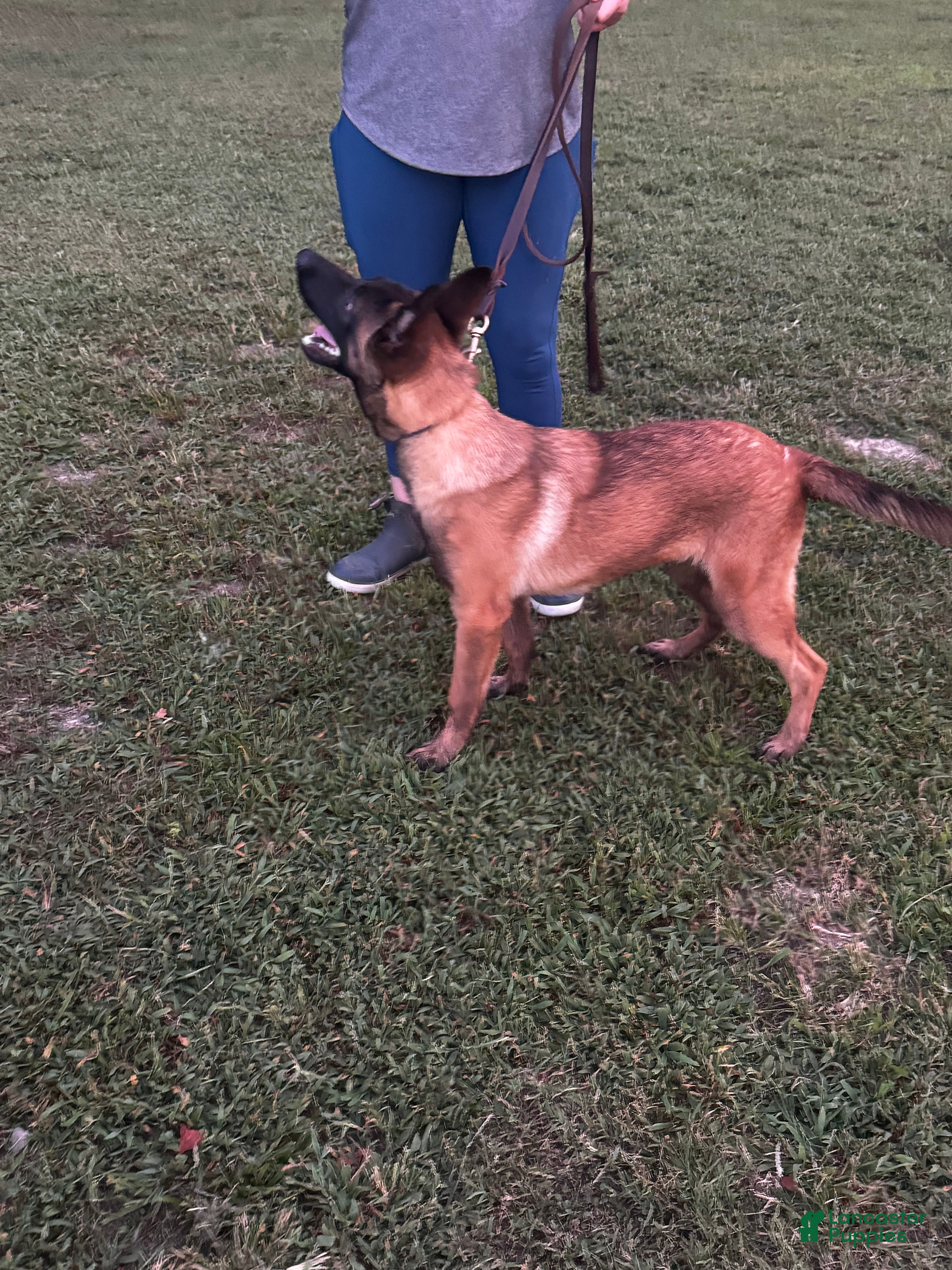 Mixed Breed dogs Nero - Ad 2
