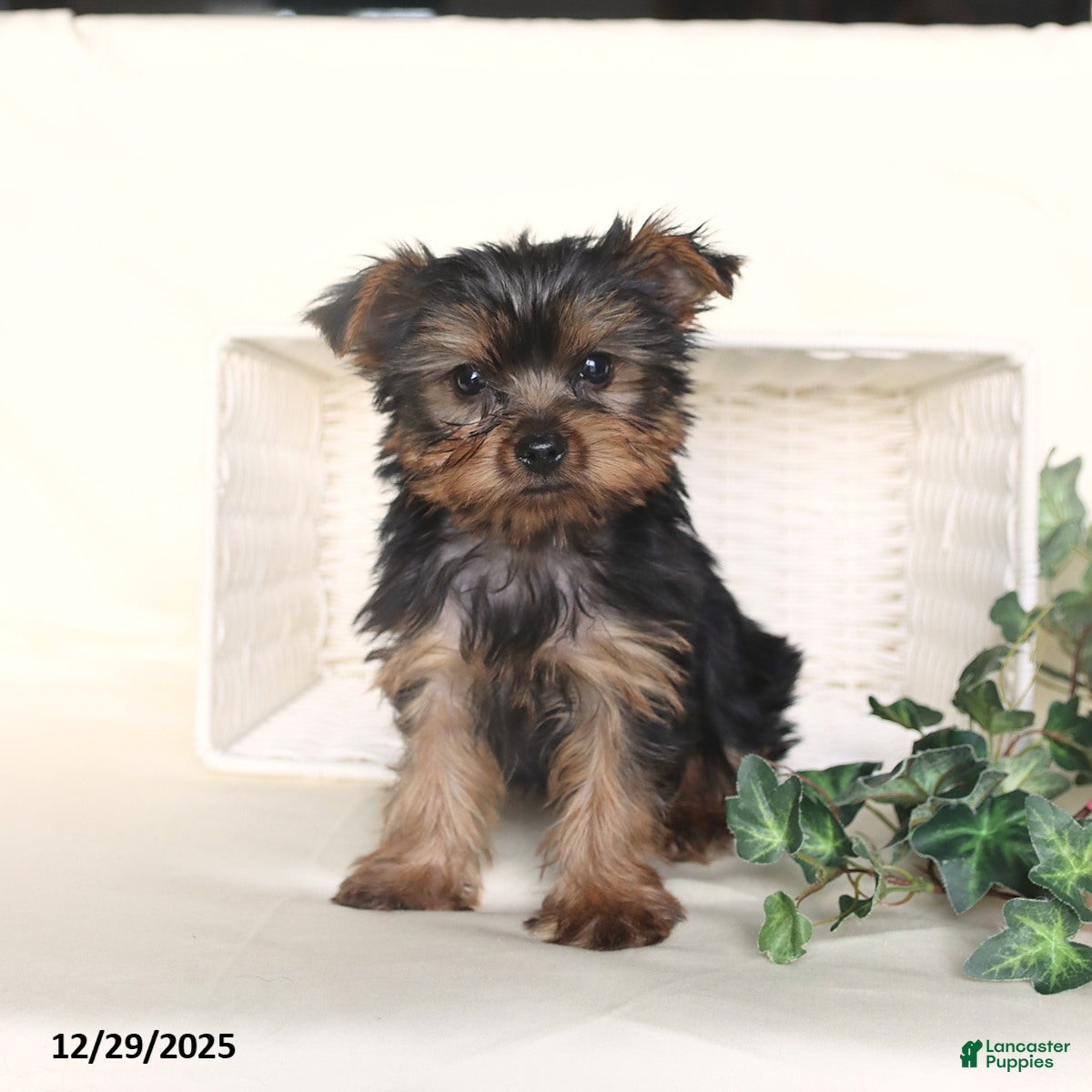 Yorkshire Terrier dogs Theo - Ad 2