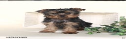Yorkshire Terrier dogs for sale: Theo - Ad 2