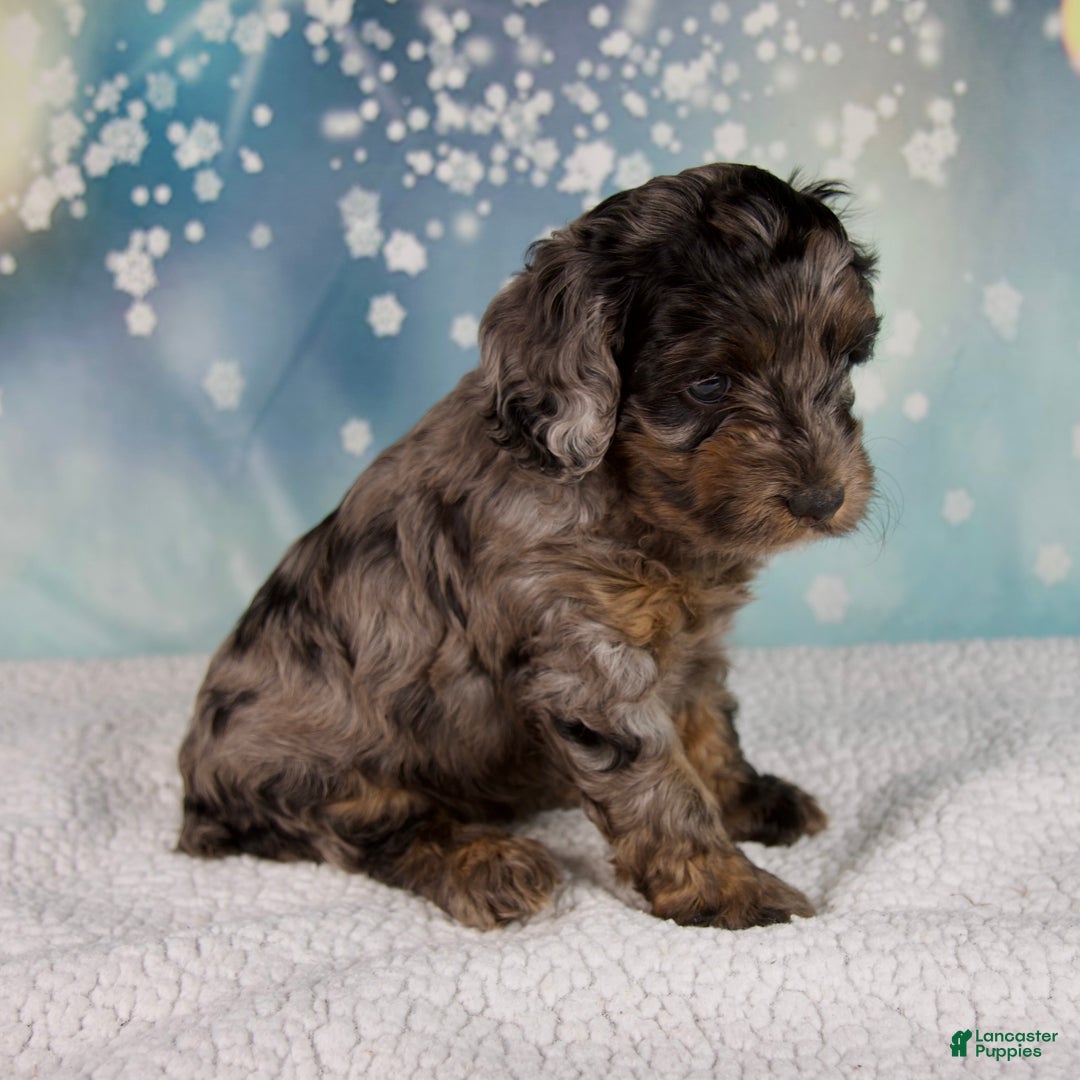 Cockapoo dogs for sale: Callie - Ad 3