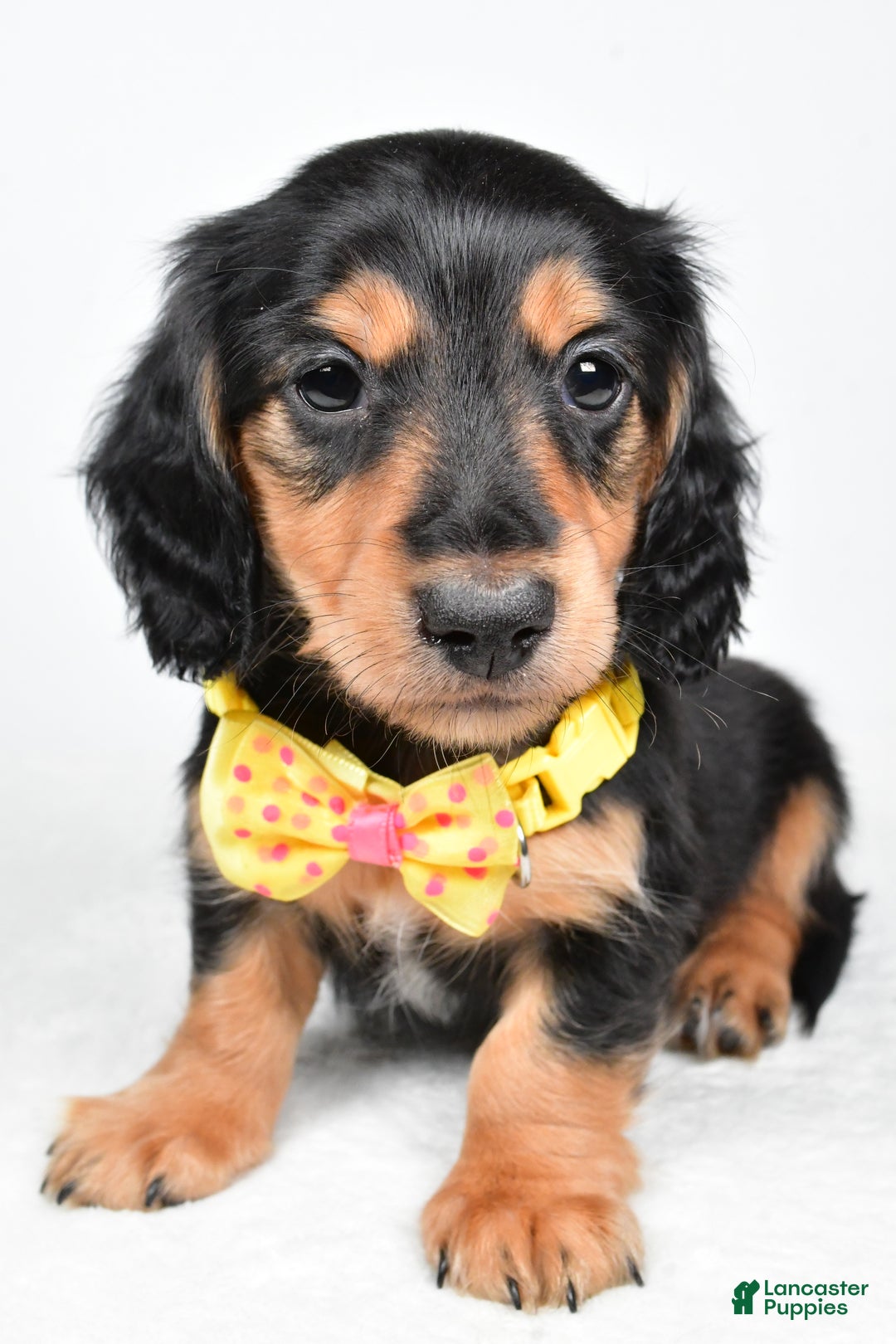 Miniature Dachshund dogs for sale: Ace - Ad 6