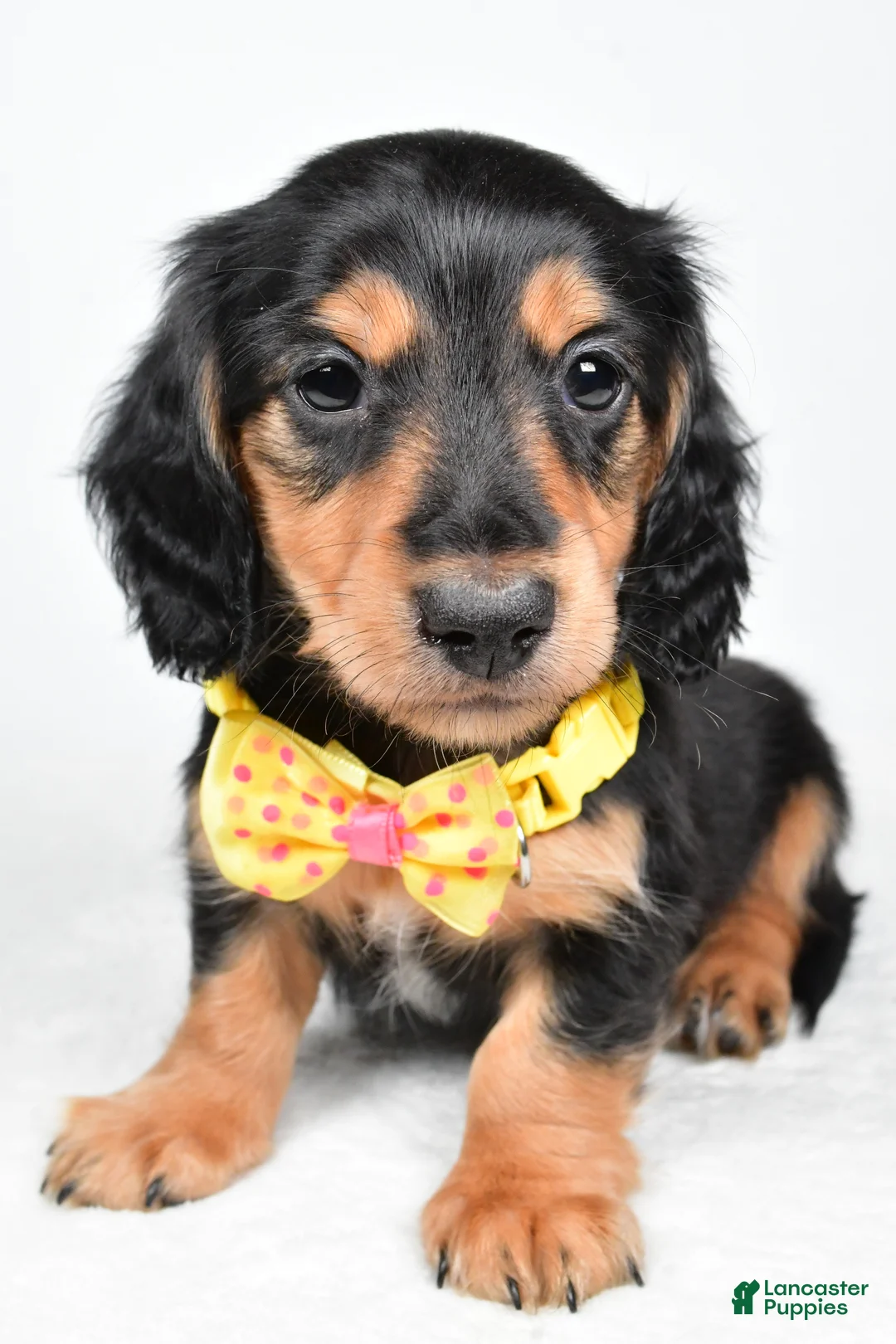 Miniature Dachshund dogs for sale: Ace - Ad 6