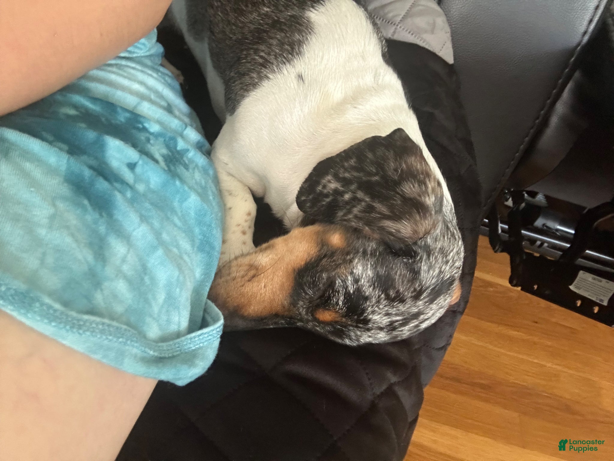 Miniature Dachshund dogs for sale: Maddie - Ad 3