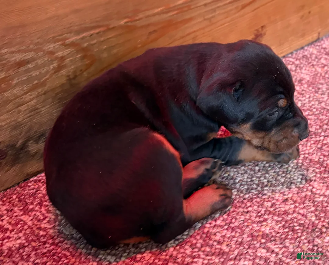 Doberman Pinscher dogs for sale: Doberman Pinscher Puppy 3 - Ad 2