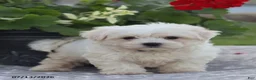 Maltese dogs for sale: Arlene - Ad 5