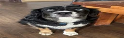 Miniature Australian Shepherd dogs for sale: Bandit  - Ad 4