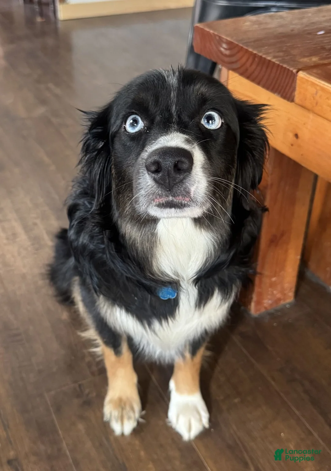 Miniature Australian Shepherd dogs for sale: Juniper (SOLD) - Ad 2