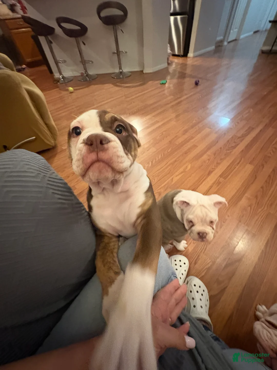 Olde English Bulldogge dogs for sale: Olde English Bulldogge Puppy 4 - Ad 3