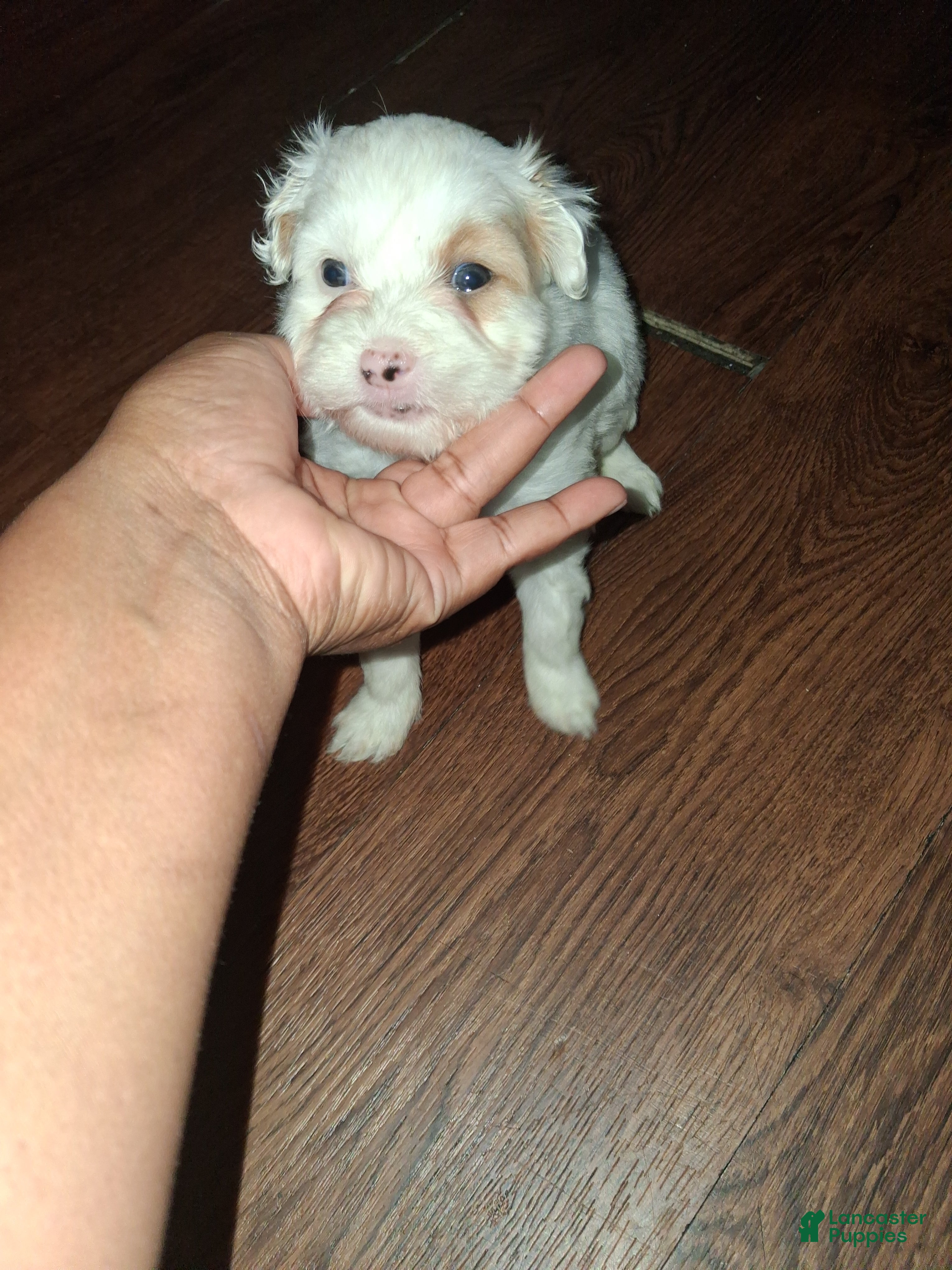 Mixed Breed dogs for sale: Mixed Breed 3 - Ad 11