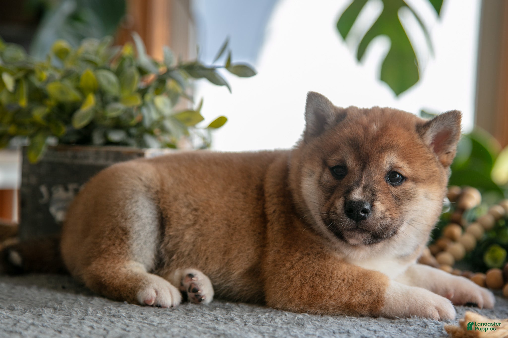 Shiba Inu dogs Buster - Ad 2