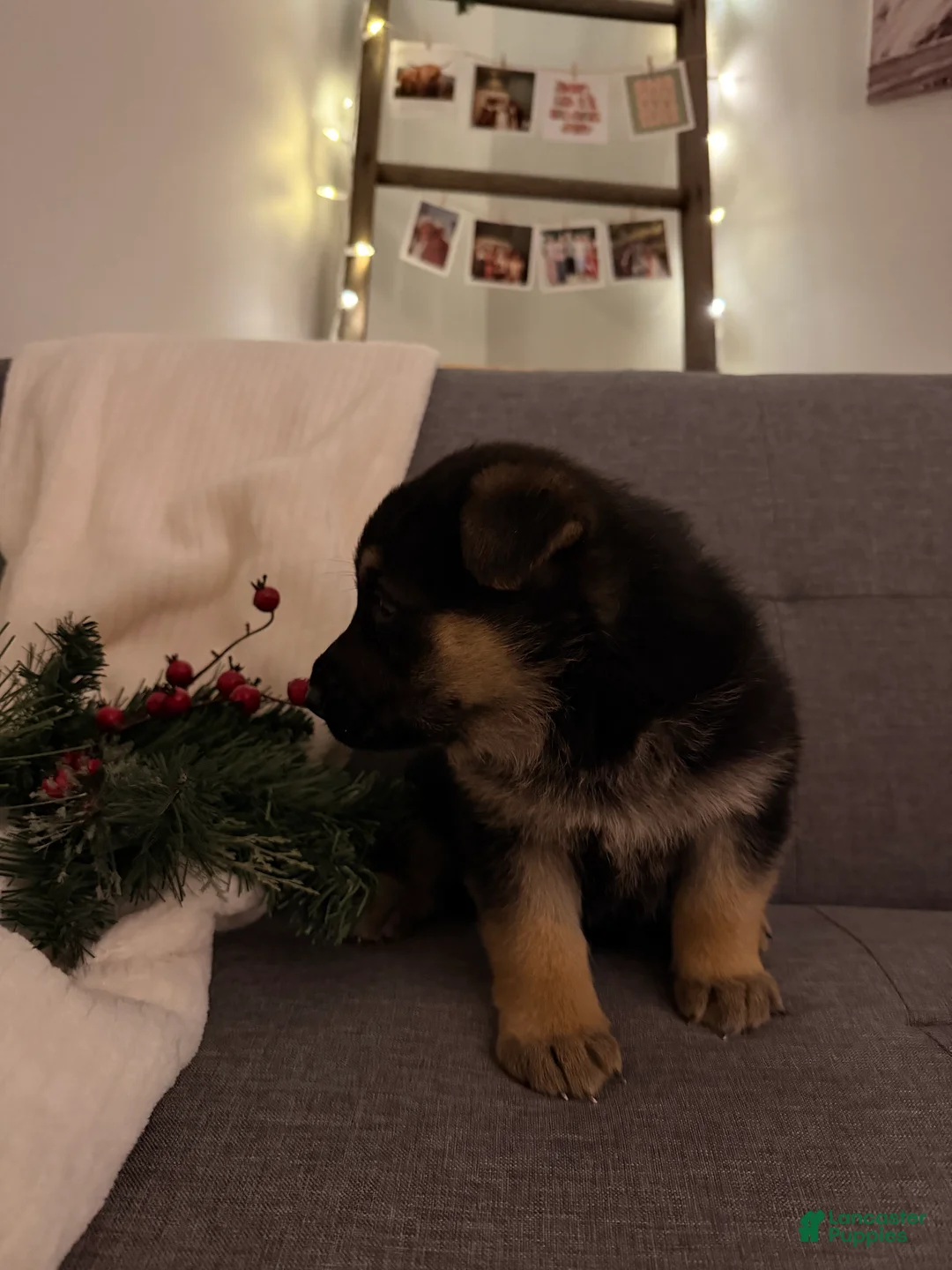 German Shepherd dogs for sale: German Shepherd Puppy 2 - Ad 5