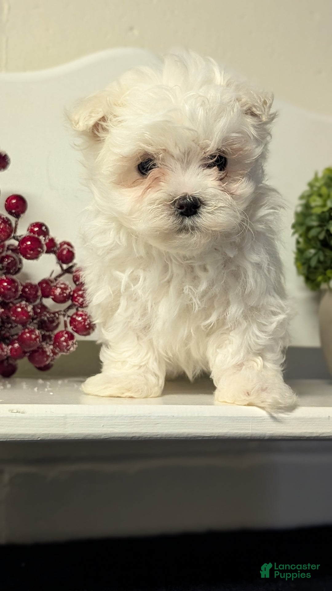 Maltese dogs for sale: Baxter  - Ad 3