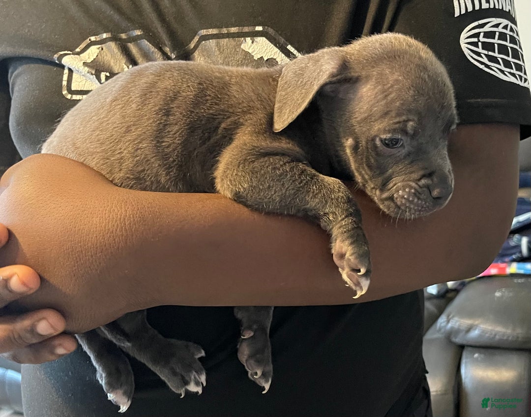 American Pit Bull Terrier dogs for sale: American Pit Bull Terrier Puppy 6 - Ad 2