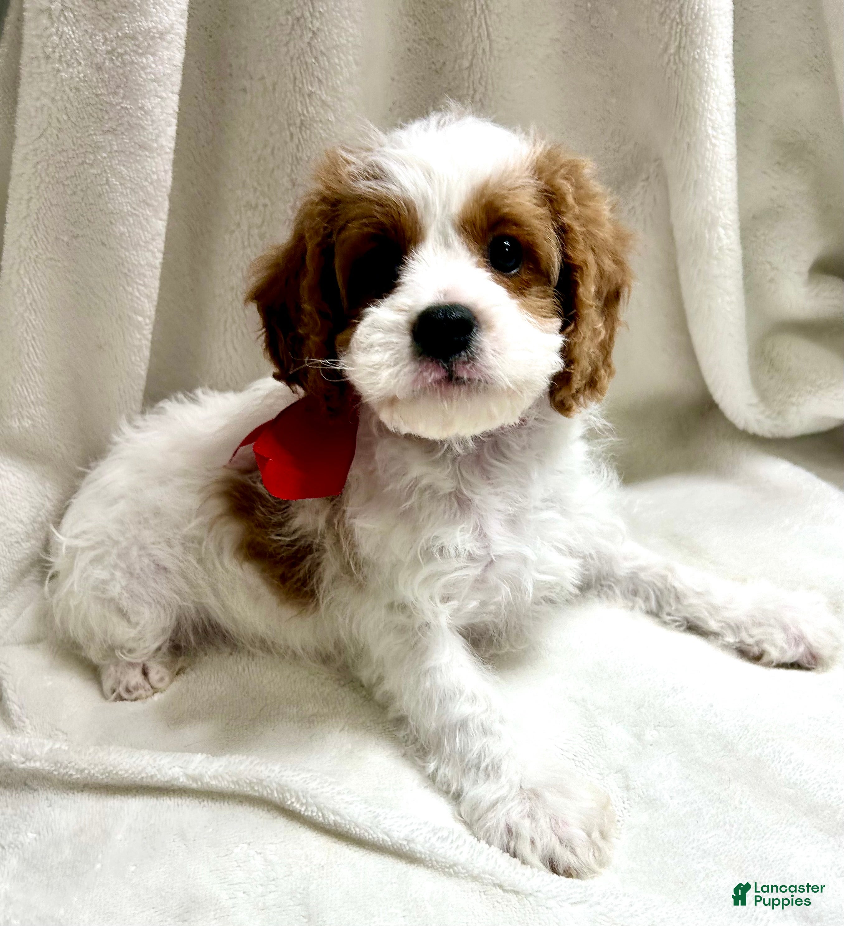 Cavapoo dogs Jasper 💙 - Ad 1