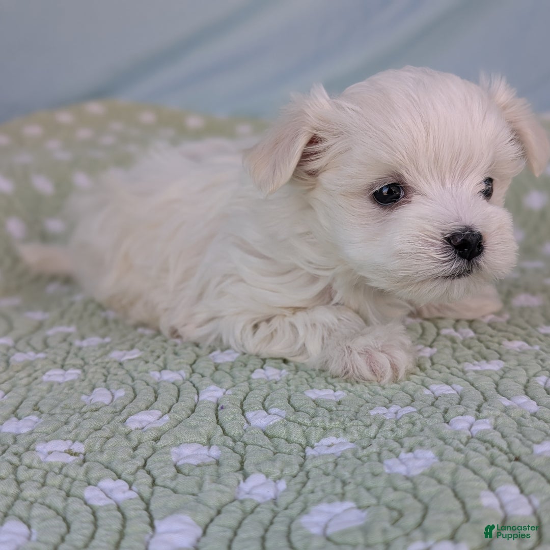Maltese dogs for sale: Luna - Ad 8