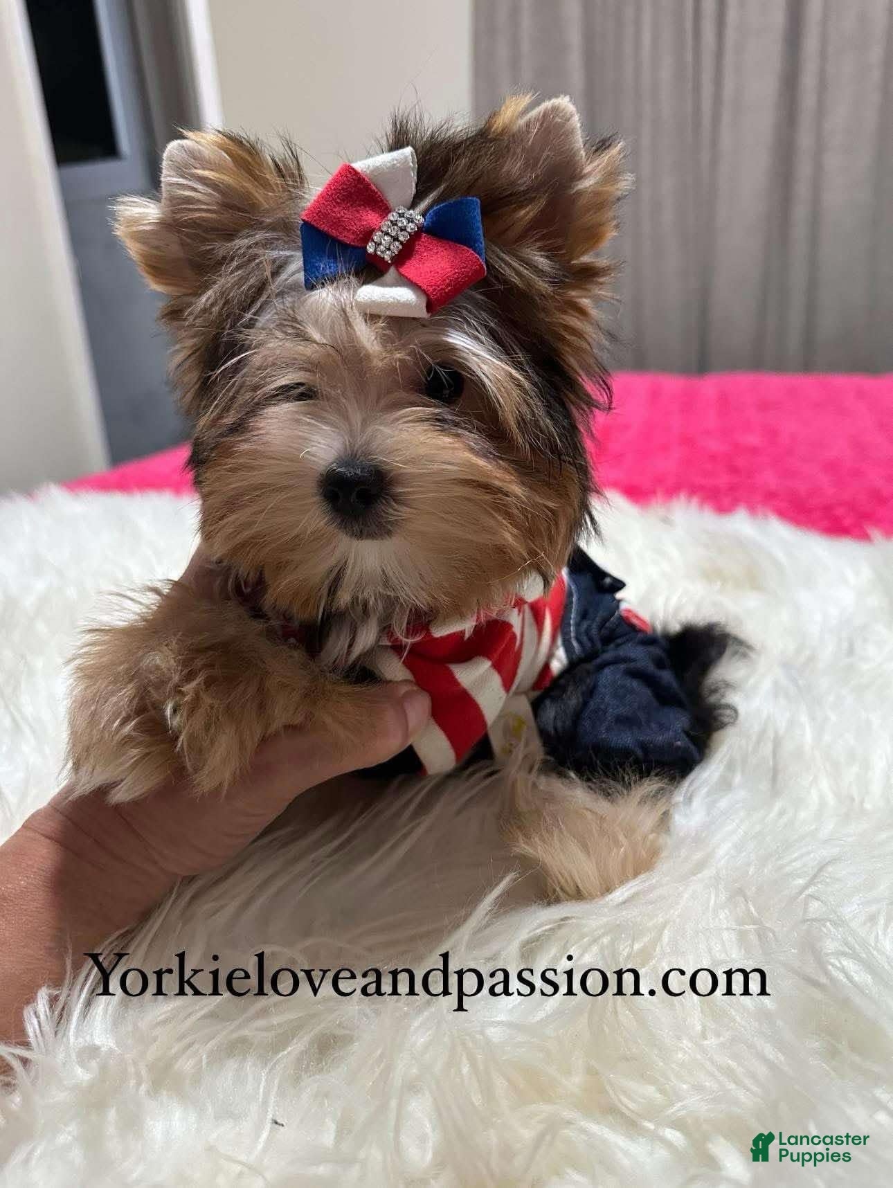 Yorkshire Terrier dogs Traditional Male - Ad 42