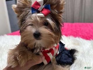Yorkshire Terrier dogs Traditional Male - Ad 1