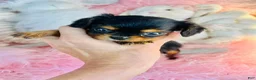 Cavalier King Charles Spaniel dogs for sale: Tiny Cavalier King Charles Spaniel 1 - Ad 2