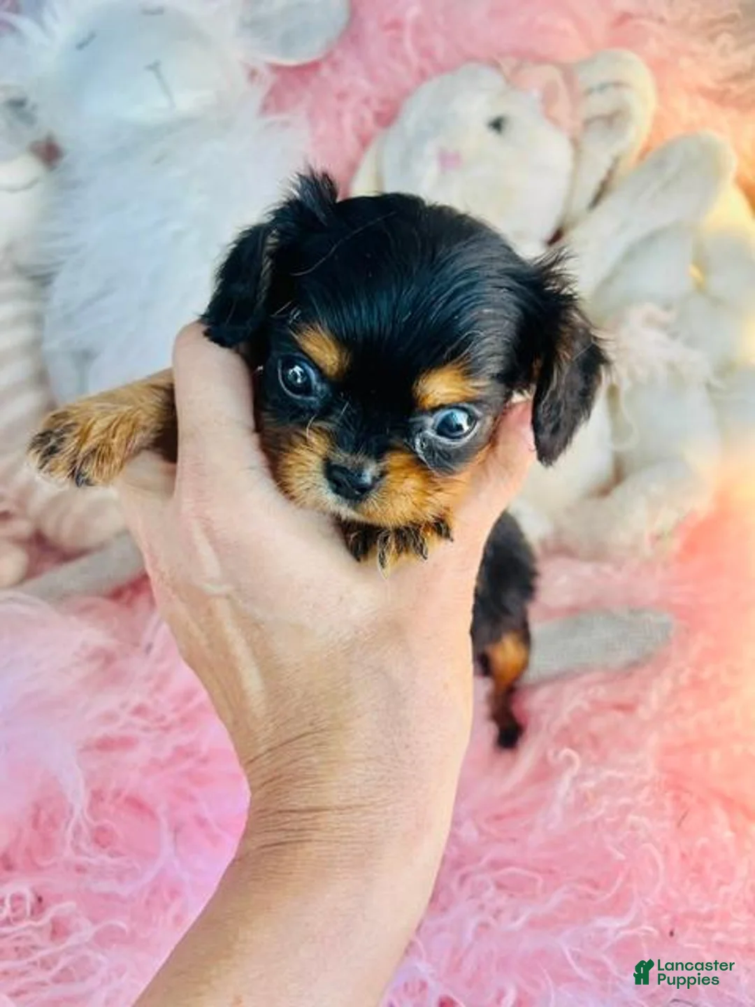 Cavalier King Charles Spaniel dogs for sale: Tiny Cavalier King Charles Spaniel 1 - Ad 2