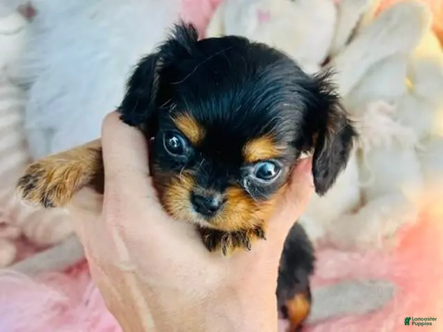 Cavalier King Charles Spaniel dogs for sale: Tiny Cavalier King Charles Spaniel 1 - Ad 2