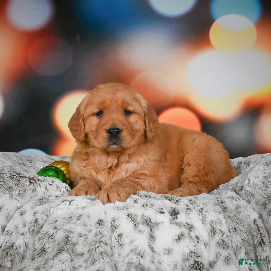 Golden Retriever dogs for sale: Chloe - Ad 5